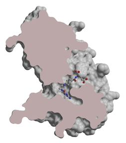 図1  (B) ヒトTタンパク質の断面図