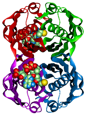 図1　PaaIタンパク質の４量体結晶構造