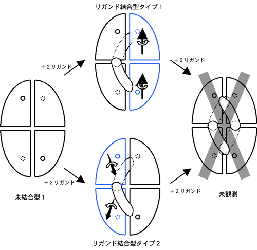 図3　PaaIタンパク質の非対称な誘導適合機構