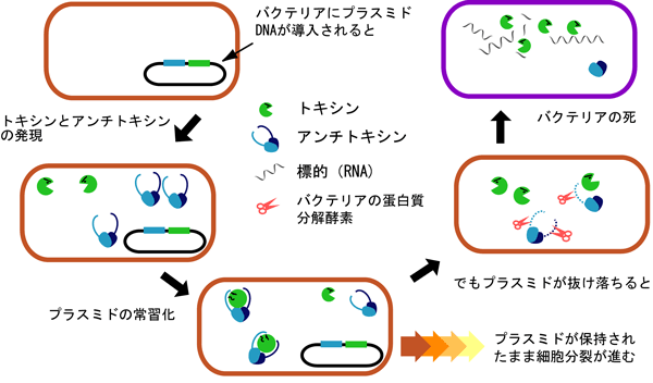 図1　プラスミドDNAがトキシンとアンチトキシンによってバクテリアの中で維持保守される機構