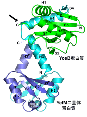 図2　YoeBとYefM二量体の複合体構造