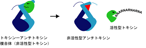 図4　バクテリアの細胞死を誘導させるための新規抗生物質の概念図