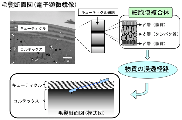 図1　キューティクルの細胞膜複合体