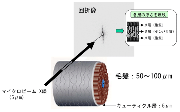 図2　細胞膜複合体のＸ線による構造解析