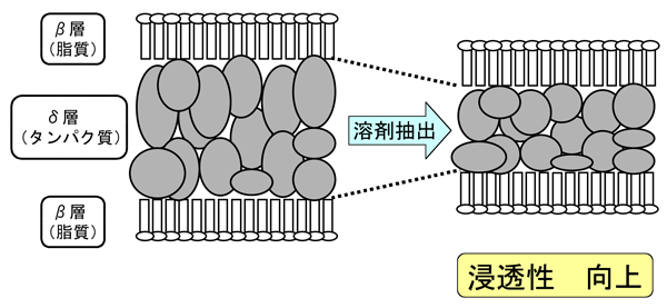 図3　浸透性と細胞膜複合体の構造変化