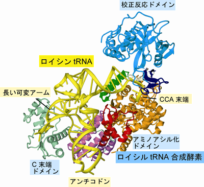 図1　今回我々が明らかにしたLeuRSとロイシン用tRNAの複合体の立体構造