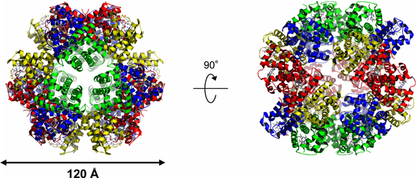 図2　マシコヒゲムシ巨大へモグロビン全体（24量体）構造