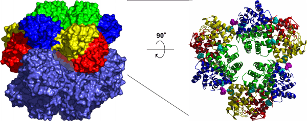 図3　マシコヒゲムシ巨大へモグロビン12量体構造
