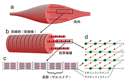 図１．脊椎動物骨格筋(横紋筋)の構造