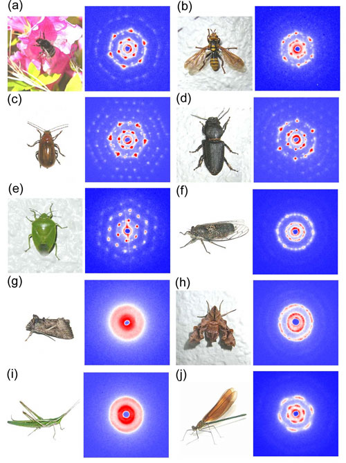 図3　各種昆虫の飛翔筋から記録された筋原繊維のX線回折像