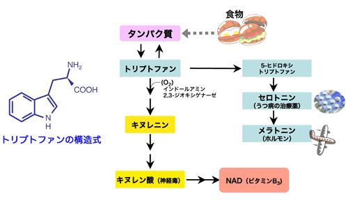 図1　動物のトリプトファン代謝過程