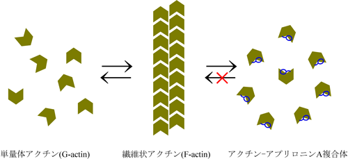 図2　単量体アクチンと繊維状アクチンは生体内で平衡状態にある