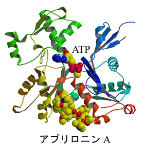 図3　アクチン-アプリロニンA複合体構造の全体図