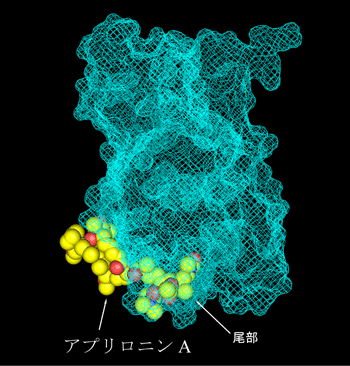 図4　アクチン-アプリロニンA複合体構造を図3から90度回転させて横から見た図