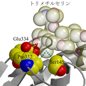 図5  複合体構造中に見出された突出したトリメチルセリンの構造