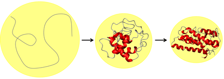 図1　タンパク質の一般的な折り畳みメカニズム