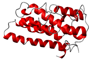 図2　ヘムオキシゲナーゼの折り畳み構造