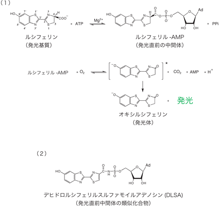 図1　（1）ルシフェラーゼによる発光反応メカニズムと（2）発光直前中間体の類似化合物DLSA