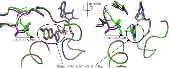 図3　3つの反応段階のルシフェラーゼの立体構造の重ね合わせ図