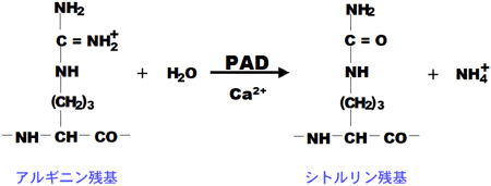 図1　PADによるアルギニン残基のシトルリン化