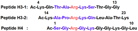 図2　３種類のヒストンＮ末端ペプチド