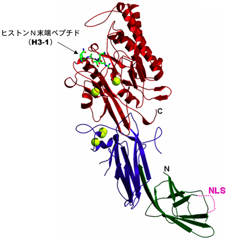 図3　PAD4−ヒストンＮ末端ペプチド（H3-1）複合体の立体構造
