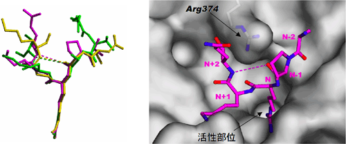 図5  PAD4によって誘起された３種類のヒストンＮ末端ペプチドの構造（左）とPAD4による活性部位（Active site）近傍の分子表面におけるヒストンＮ末端ペプチドの認識（右）