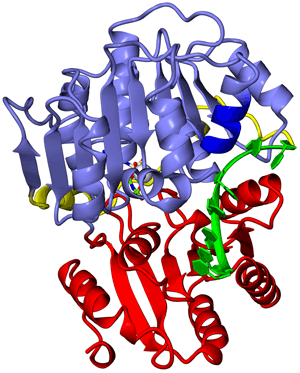 図1　Vasa・RNA複合体の立体構造