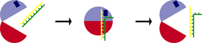 図3　本研究で提唱した、RNAヘリケースがRNAの形を変える仕組み