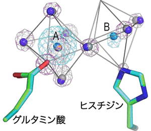 図1　Bc-SMaseの活性中心のグルタミン酸とヒスチジンに結合した二つの金属イオン