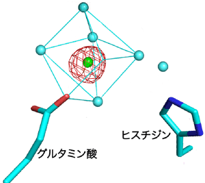 図2　Bc-SMaseの活性中心のグルタミン酸に結合したカルシウムイオン