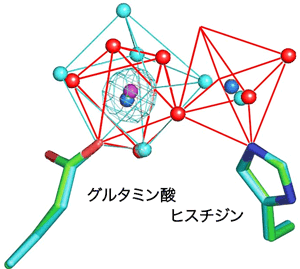 図3　カルシウムイオンを結合したグルタミン酸（とヒスチジン）をコバルトイオンを結合したグルタミン酸とヒスチジンに重ね合わせた図