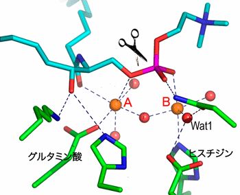 図4　基質スフィンゴミエリンが活性部位に結合したモデル