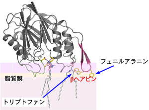図5　基質スフィンゴミエリンを介した脂質膜への結合モデル