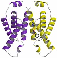 KaiA C末端時計発振ドメインの2量体構造