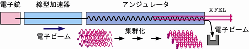 図2　自由電子レーザーの原理