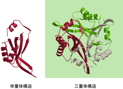 図2　<em>Ph</em>CutA1の立体構造のリボン図