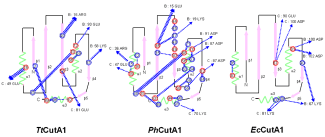 図3　3種のCutA1の0.5ナノメートル以内のイオン対