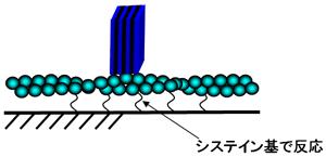図2　アクチン繊維を基板に固定し、目的部位にナノ結晶を標識