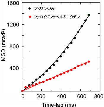 図3　アクチン繊維の運動特性