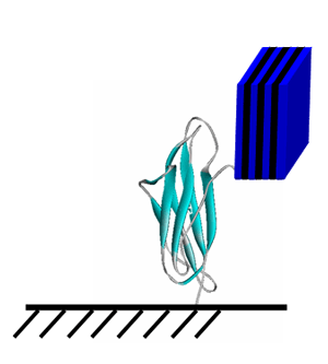 図5　β2ミクログロブリンを基板に固定しナノ結晶を標識した概念図。