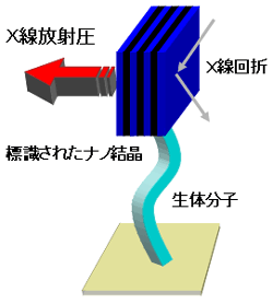図8　Ｘ線放射圧によって、ブラウン運動にかかる外力の方向を示す図