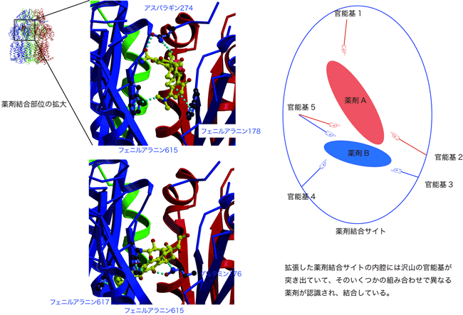 図2　薬剤の認識部位の立体構造と模式図