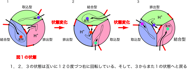図3　細胞の持つ薬剤排出機構の作動機構概念図