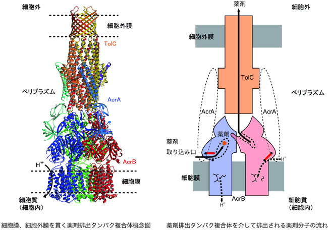 図4　細胞に存在する薬剤排出分子複合体の立体構造概念図