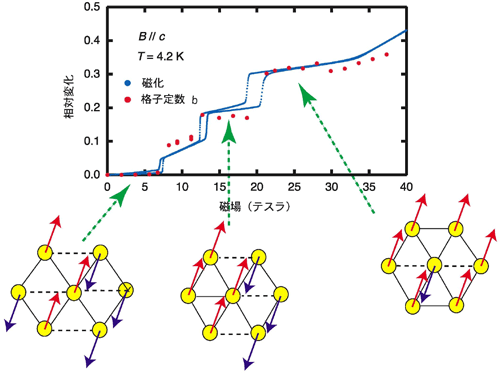 図4．三角格子磁性体CuFeO2における格子定数bの磁場依存性と結晶格子の状態