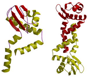 図1　古細菌タイププロトンポンプEサブユニットの結晶構造