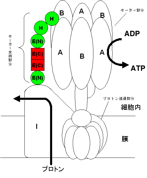 図2　古細菌タイププロトンポンプにおけるEサブユニットの位置付け