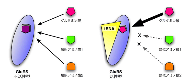 図1　GluRSによるアミノ酸の認識はtRNAに依存している。