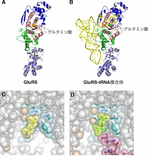 図2　GluRS（タンパク質）とGluRS-tRNA複合体の立体構造。